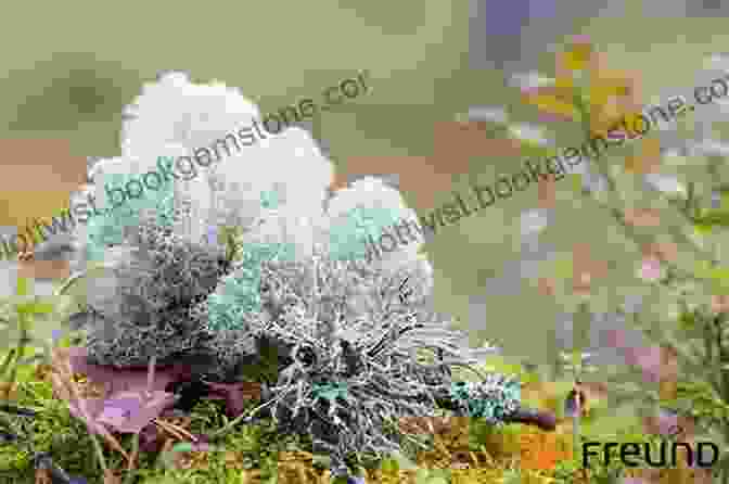 A Close Up Of Colorful Lichens And Mosses Growing On The Ground In A Tundra Biome. Tundra Biomes Around The World (Exploring Earth S Biomes)