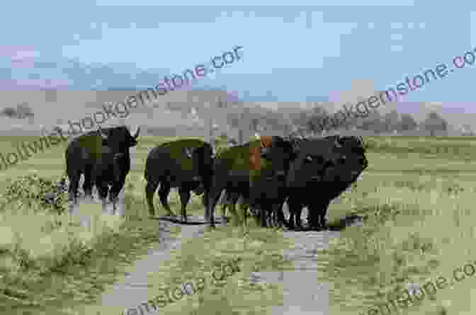 A Contemporary Herd Of Buffalo Roaming The Plains, A Reminder Of The Legacy Of The Buffalo Riders Buffalo Riders Of Texas (Earth S New Timeline 4)