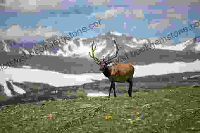 A Group Of Reindeer Grazing In A Tundra Meadow, With A Snowy Mountain Range In The Background. Tundra Biomes Around The World (Exploring Earth S Biomes)