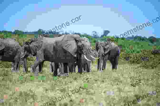 A Herd Of African Elephants Walking Across A Grassy Plain Loving Africa Joan Vassar