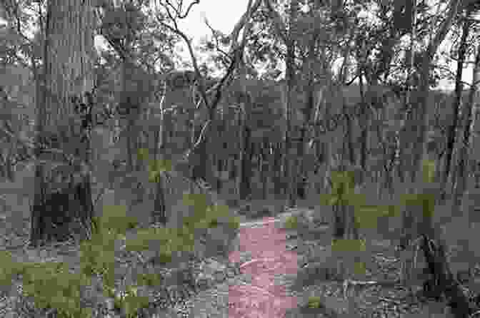 A Hiker Walking Along The Bibbulmun Track, Surrounded By Lush Forest. Bibbulmun For The Broken Hearted: A Relationship Gone Wrong A Walk Gone Right Mostly