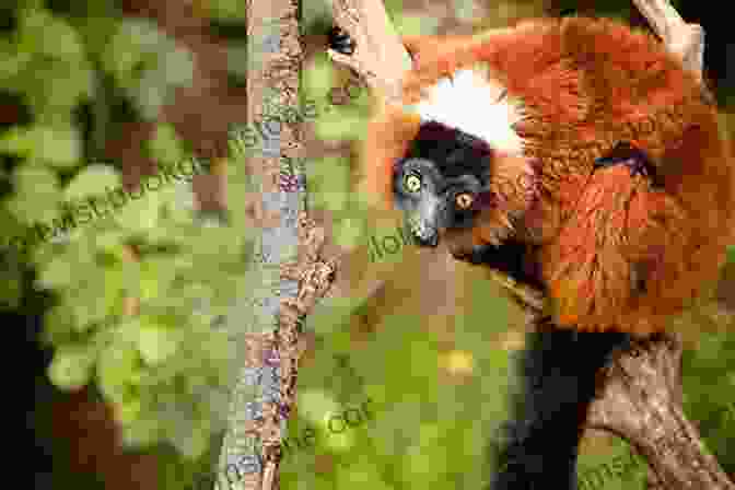 A Lemur, Endemic To The Island Nation Of Madagascar International Travel Tips For Israelites: Featured Countries: Israel Egypt Madagascar Tanzania
