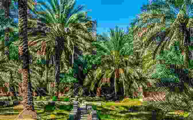 A Lush Oasis In Al Ain, With Towering Date Palms And A Meandering Stream. Al Ain United Arab Emirates (The World Through My Lens)