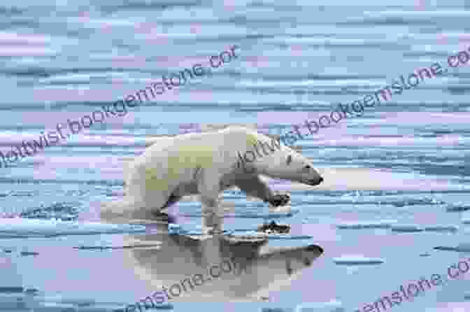 A Magnificent Polar Bear Standing On An Ice Floe, With A Backdrop Of Snow Covered Mountains And Blue Sky. Arctic Adventures With The Lady Greenbelly