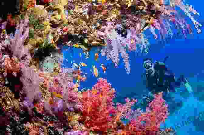 A Scuba Diver Exploring The Vibrant Coral Reefs And Diverse Marine Life In Palau A Personal Tour Of Palau