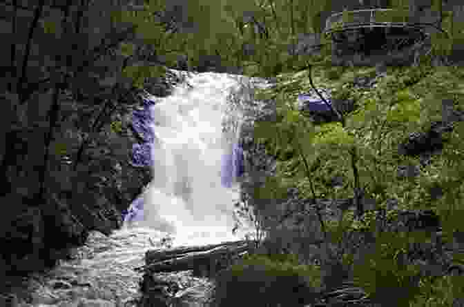 A Waterfall Along The Bibbulmun Track, Surrounded By Towering Trees. Bibbulmun For The Broken Hearted: A Relationship Gone Wrong A Walk Gone Right Mostly