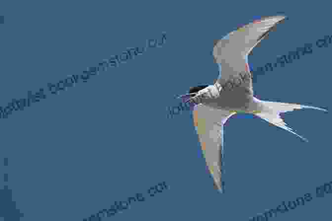 An Arctic Tern In Flight Arctic Tern Migration (21st Century Junior Library: Marvelous Migrations)