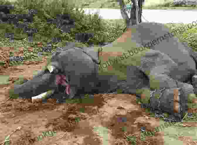 An Elephant Lying Dead On The Ground After Being Killed By Poachers Where Are The Elephants? Cynthia Helms