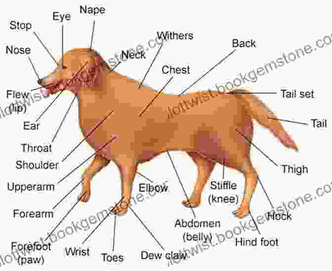 Detailed Diagram Illustrating The Anatomical Features Of A Dog, Including The Head, Body, Limbs, And Tail. How To Draw: Dogs: In Simple Steps