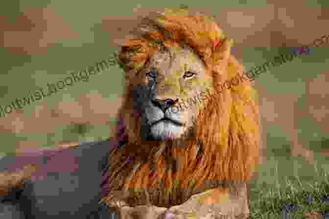 Joan Vassar Photographing A Lion In Africa Loving Africa Joan Vassar