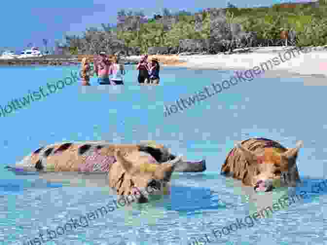 Swimming Pigs On Big Major Cay, Exuma Bahamas Travel Guide: With 100 Landscape Photos