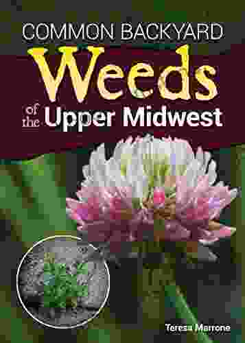 Common Backyard Weeds Of The Upper Midwest